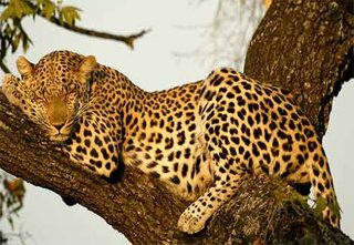 icon representing user "leopard69"