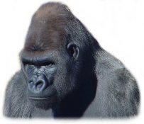 icon representing user "oppugner"