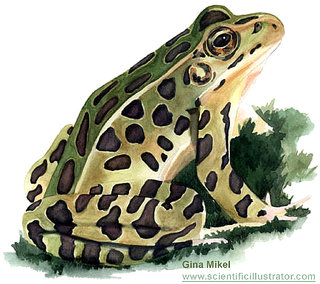 icon representing user "wahsfrog"